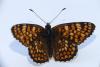 Melitaea phoebe